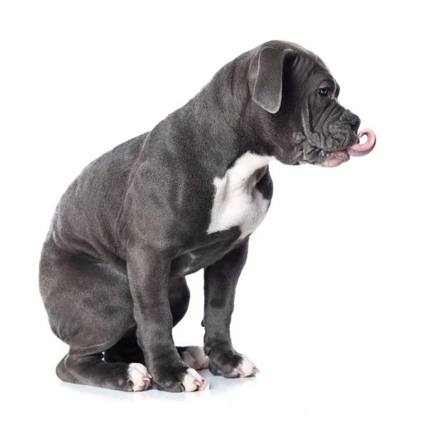 Oude Engelse Bulldog Puppy Geïsoleerd Witte Achtergrond — Stockfoto