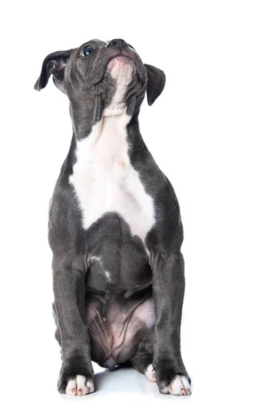 Régi Angol Bulldog Kiskutya Elszigetelt Fehér Háttér — Stock Fotó