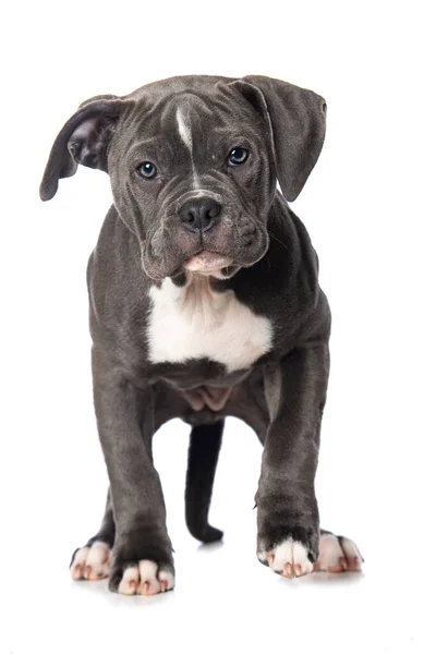 Oude Engelse Bulldog Puppy Geïsoleerd Witte Achtergrond — Stockfoto