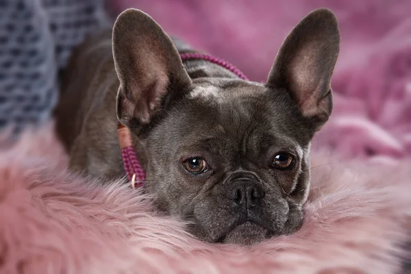 French Bulldog Lying Couch — Stock Photo, Image