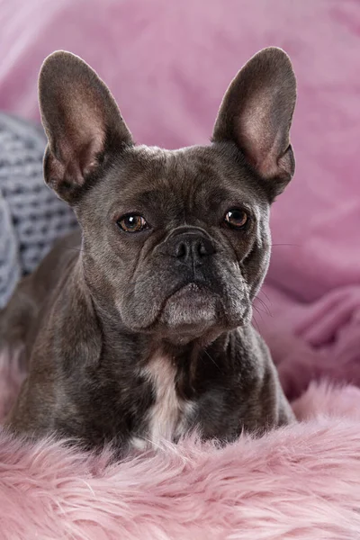French Bulldog Lying Couch — Stock Photo, Image