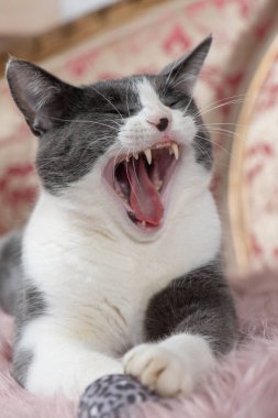 Yetişkin kedi eski bir kanepede yatıyor.