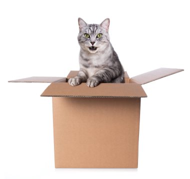 Tekir kedi bir kutuda oturur ve dışarı bakar.