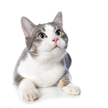 Beyaz arka planda yalnız yatan sevimli tekir kedicik.