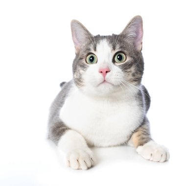 Beyaz arka planda yalnız yatan sevimli tekir kedicik.