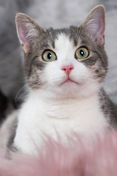 Mladý Tabby Kočka Gauči — Stock fotografie