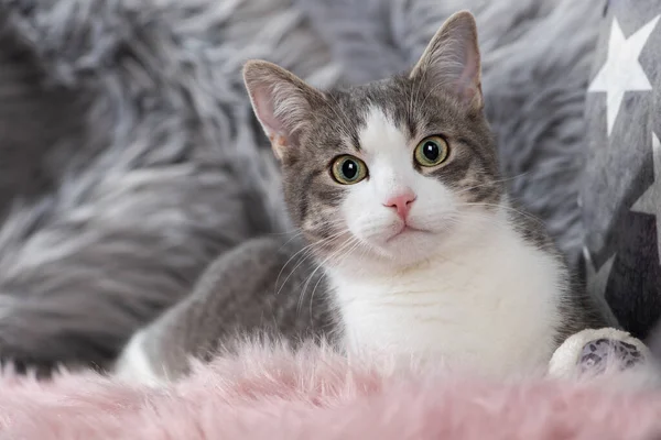 stock image Young tabby cat on a couch