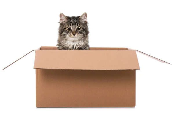 Tabby Kotek Patrząc Pudełka Tekturowego — Zdjęcie stockowe