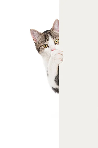 Tabby Kätzchen Schaut Sich Einer Wand — Stockfoto