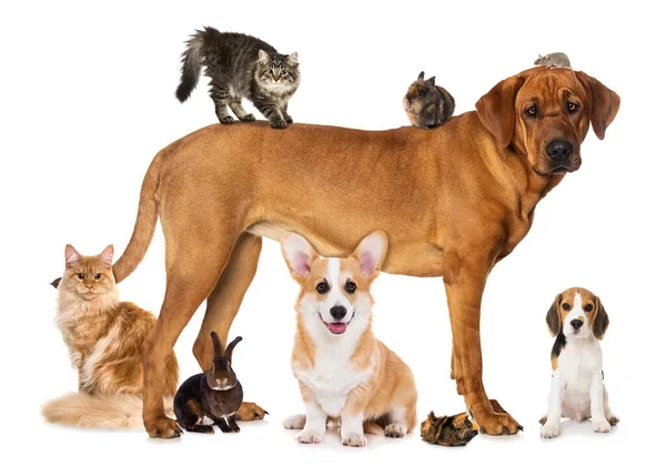Group of pets isolated on white background looking to the camera