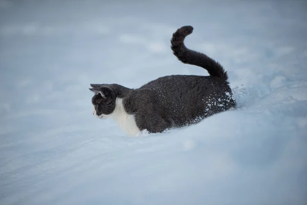 Domestic Cat Winter Landscape — Stock Photo, Image