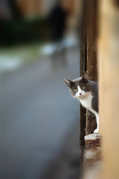 Gato Doméstico Mira Alrededor — Foto de Stock