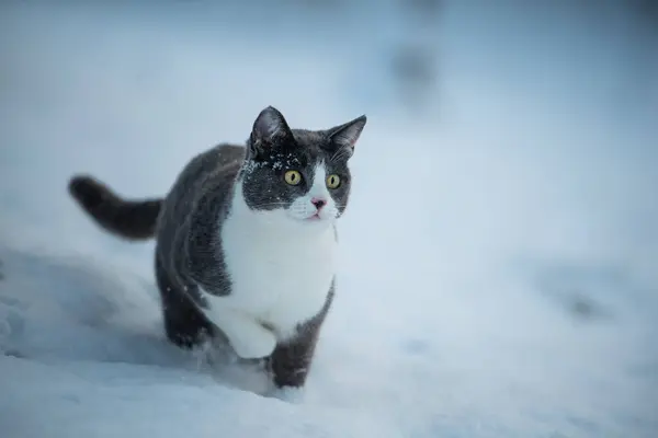 Kış Manzarasında Evcil Kedi — Stok fotoğraf