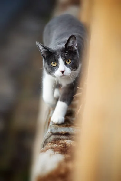 Kucing Domestik Berjalan Atas Dinding — Stok Foto