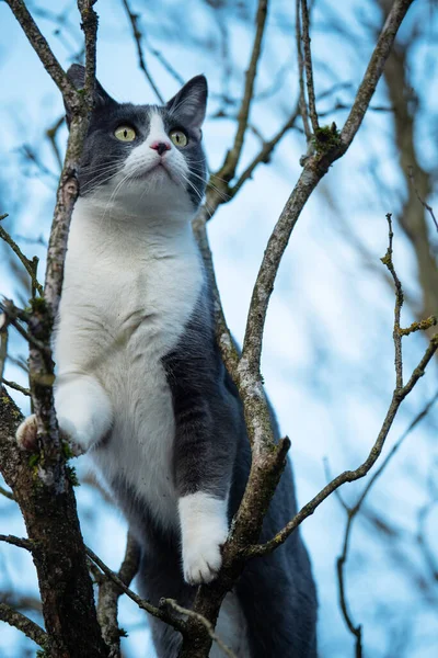 Kucing Domestik Pohon — Stok Foto