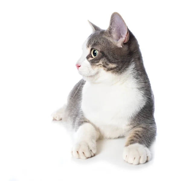 Schattig Tabby Kitten Liggend Geïsoleerd Witte Achtergrond — Stockfoto
