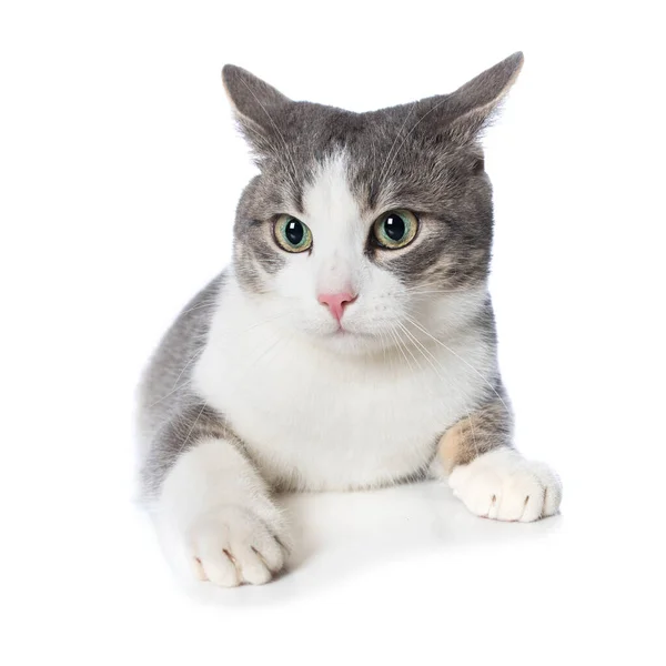 Kucing Tabby Lucu Tergeletak Terisolasi Pada Latar Belakang Putih — Stok Foto