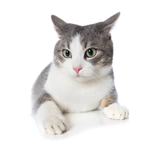 Schattig Tabby Kitten Liggend Geïsoleerd Witte Achtergrond — Stockfoto