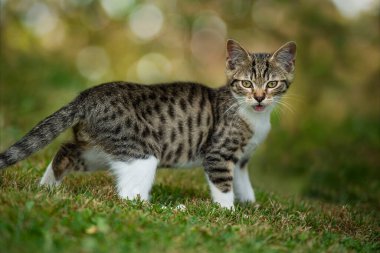 Doğada sevimli tekir kedi yavrusu