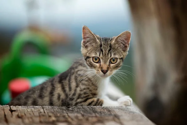 Młody Kot Zwiedzający Ogród — Zdjęcie stockowe
