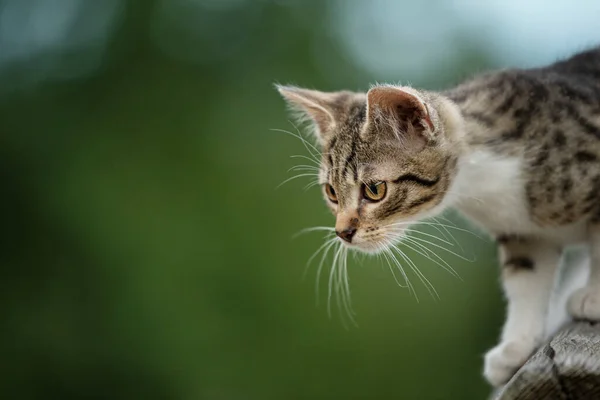 Νεαρή Γάτα Εξερεύνηση Του Κήπου — Φωτογραφία Αρχείου