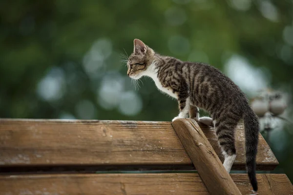 Young Cat Exploring Garden — Stock Photo, Image