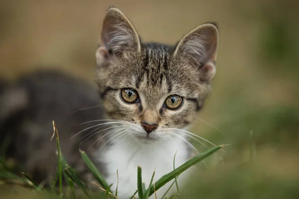 Fiatal Macska Felfedezés Kertben — Stock Fotó