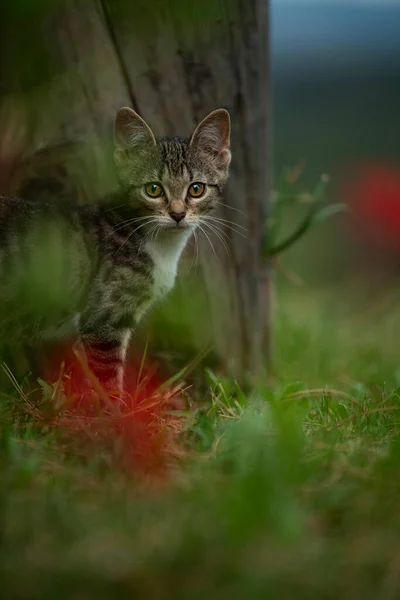 Mladá Kočka Prozkoumávající Zahradu — Stock fotografie