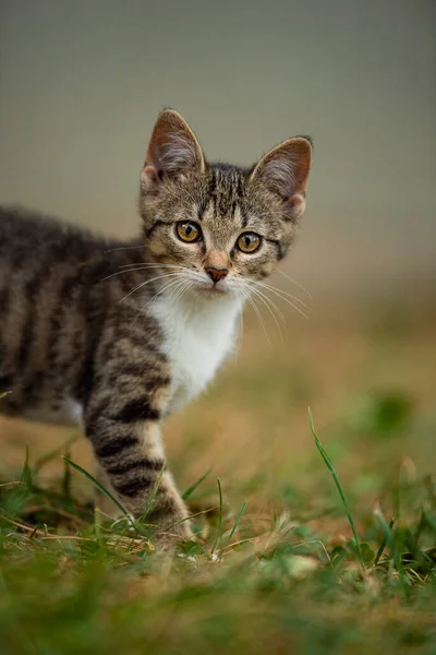 Bahçeyi Keşfeden Genç Bir Kedi — Stok fotoğraf