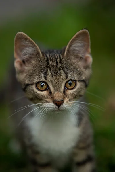 Młody Kot Zwiedzający Ogród — Zdjęcie stockowe