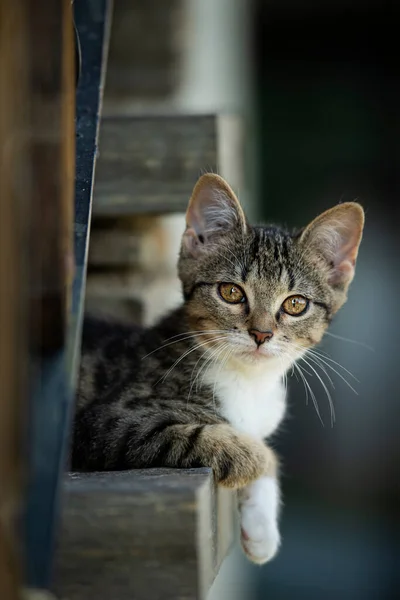 Aranyos Cica Cica Ban Természet Háttér — Stock Fotó