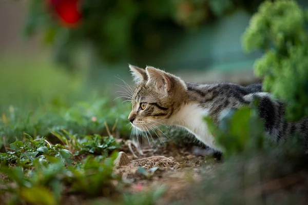 かわいい赤ちゃん子猫で自然を背景に — ストック写真