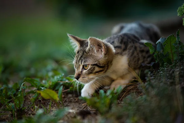 かわいい赤ちゃん子猫で自然を背景に — ストック写真