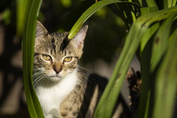 stock image Cute tabby kitten in nature background