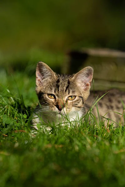 Niedliche Gestromte Kätzchen Der Natur Hintergrund — Stockfoto