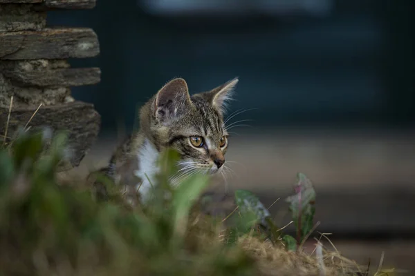 Cute Tabby Kitten Nature Background — Stock Photo, Image