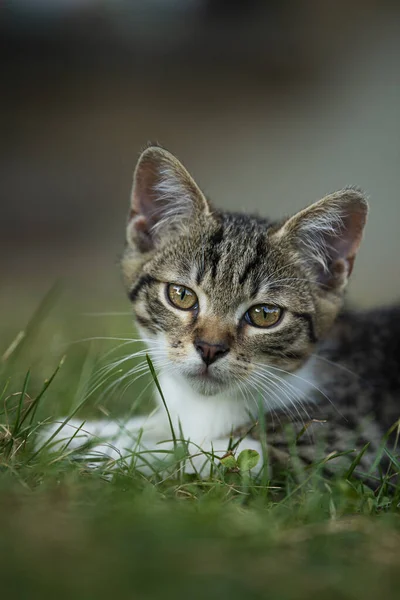 Doğada Sevimli Tekir Kedi Yavrusu — Stok fotoğraf