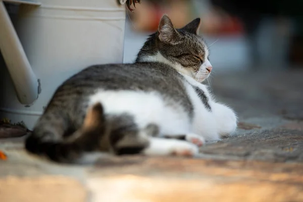 Gato Adulto Una Terraza — Foto de Stock
