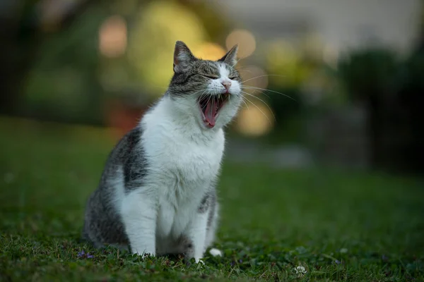Dospělý Domácí Kočka Přírodě Pozadí — Stock fotografie