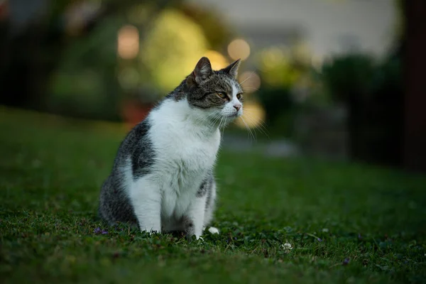 Ενηλίκων Οικιακή Γάτα Στη Φύση Φόντο — Φωτογραφία Αρχείου