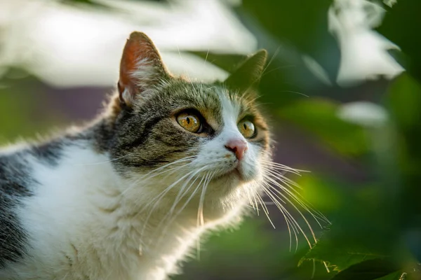 Dospělý Domácí Kočka Přírodě Pozadí — Stock fotografie