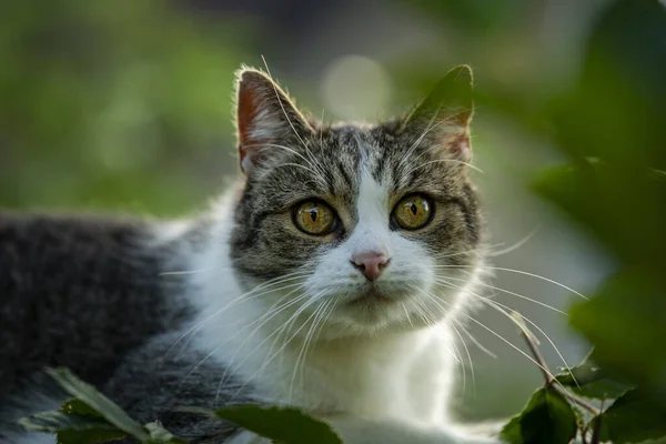 Dorosły Kot Domowy Tle Natury — Zdjęcie stockowe