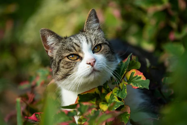 Kucing Domestik Dewasa Latar Belakang Alam — Stok Foto