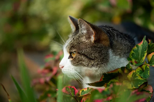 自然の中で大人の国内猫 — ストック写真