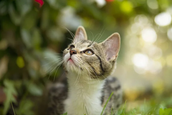 Cute Tabby Kotek Tle Natury — Zdjęcie stockowe