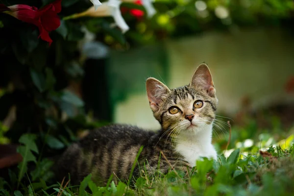 Niedliche Gestromte Kätzchen Der Natur Hintergrund — Stockfoto