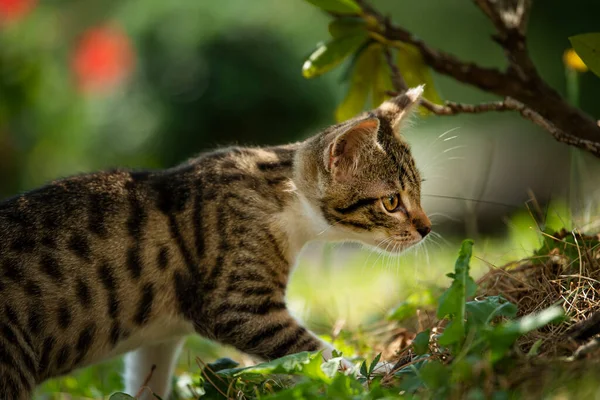 Aranyos Cica Cica Ban Természet Háttér — Stock Fotó