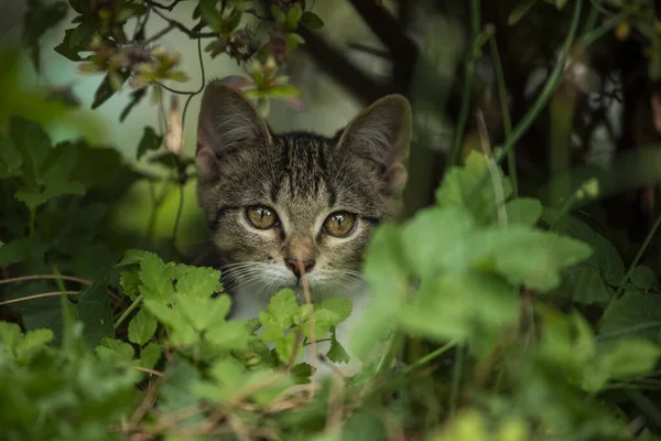 Cute Tabby Kitten Nature Background — Stock Photo, Image
