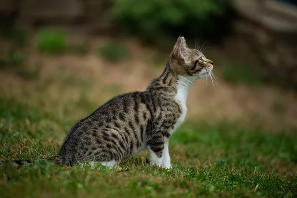 Schattig Tabby Kitten Natuur Achtergrond — Stockfoto