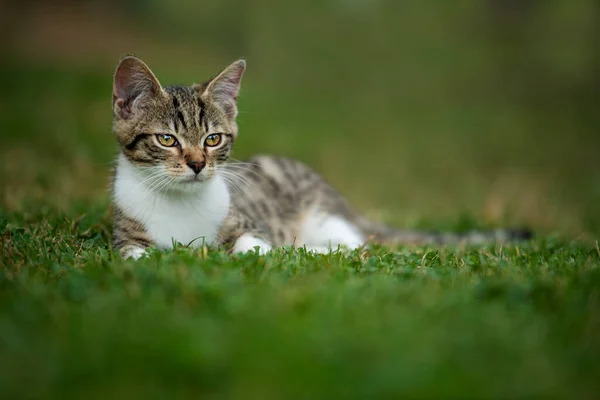 大自然背景中可爱的胖胖的小猫 — 图库照片